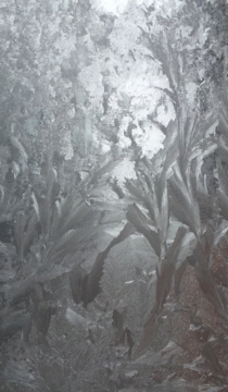 窓の氷